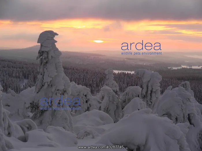 : Erzgebirge-snow covered trees at the Fichtelberg : Erzgebirge-snow covered trees at the Fichtelberg