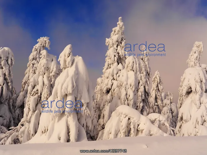 : Erzgebirge-snow covered trees at the Fichtelberg : Erzgebirge-snow covered trees at the Fichtelberg