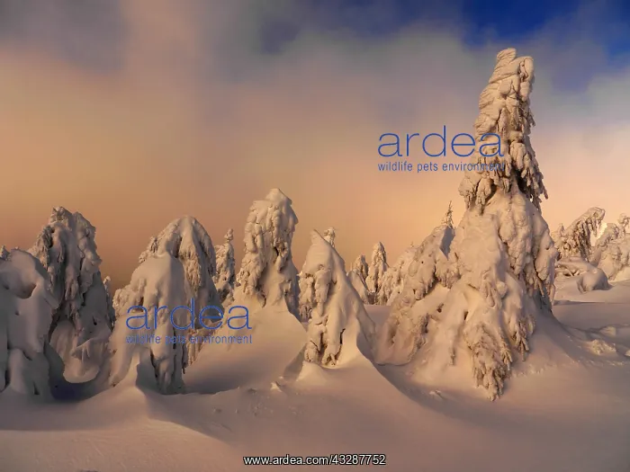 : Erzgebirge-snow covered trees at the Fichtelberg : Erzgebirge-snow covered trees at the Fichtelberg