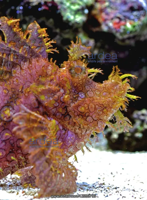 : Eschmeyer's Scorpion Fish : Eschmeyer's Scorpion Fish