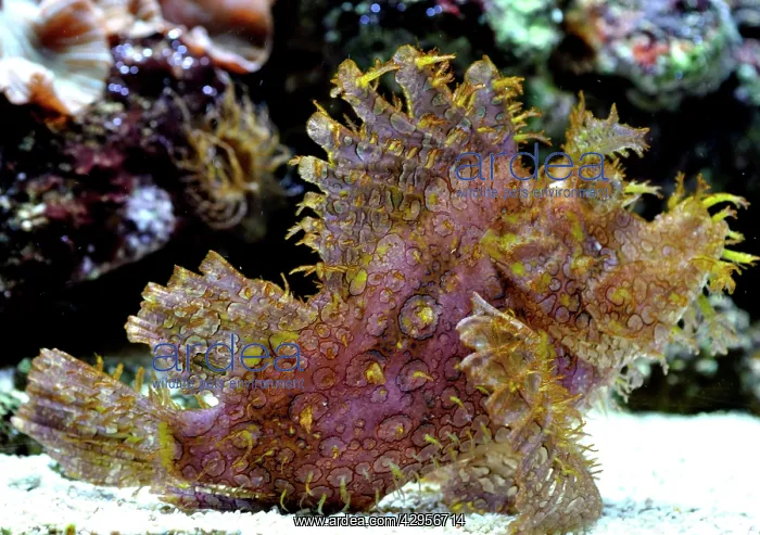 : Eschmeyer's Scorpion Fish : Eschmeyer's Scorpion Fish