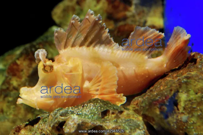 : Eschmeyer's Scorpion Fish - an ambush predator : Eschmeyer's Scorpion Fish - an ambush predator