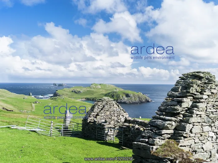 : Eshaness peninsula, the old haaf fishing : Eshaness peninsula, the old haaf fishing