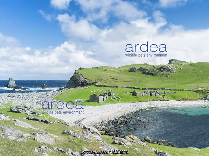 : Eshaness peninsula, the old haaf fishing : Eshaness peninsula, the old haaf fishing