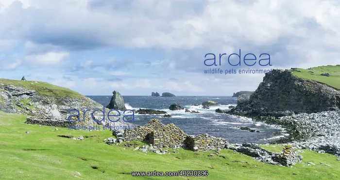 : Eshaness peninsula, the old haaf fishing : Eshaness peninsula, the old haaf fishing