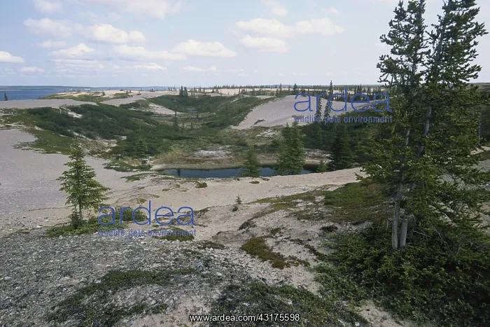 : Esker, a glacial sand deposit, at Whitefish Lake : Esker, a glacial sand deposit, at Whitefish Lake