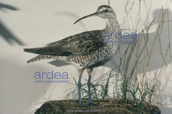 : Eskimo Curlew : Eskimo Curlew