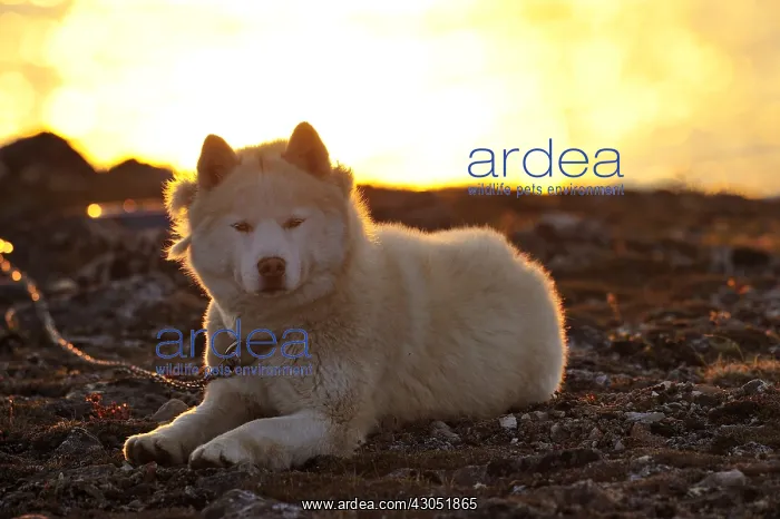 : Eskimo dog lying on the shore Somerset Island Canada : Eskimo dog lying on the shore Somerset Island Canada