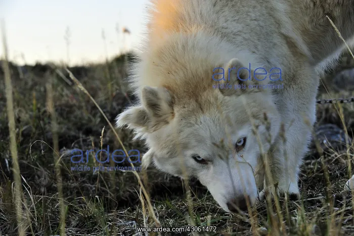  : Eskimo dog lying on the tundra Somerset Island Canada