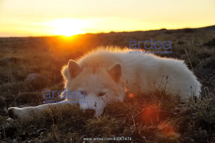 : Eskimo dog lying on the tundra Somerset Island Canada : Eskimo dog lying on the tundra Somerset Island Canada