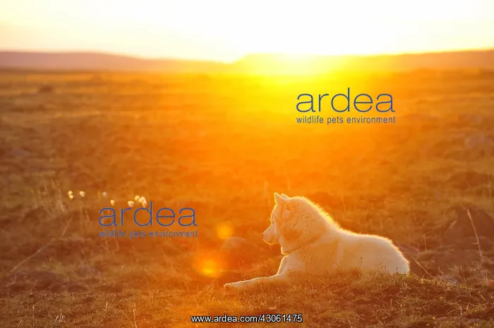 : Eskimo dog lying on the tundra Somerset Island Canada : Eskimo dog lying on the tundra Somerset Island Canada