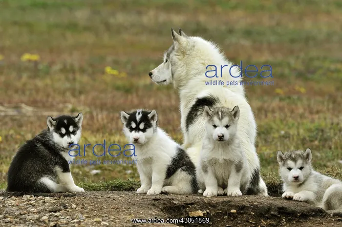 : Eskimo dog and her puppies Summer Camp Creswell Bay : Eskimo dog and her puppies Summer Camp Creswell Bay