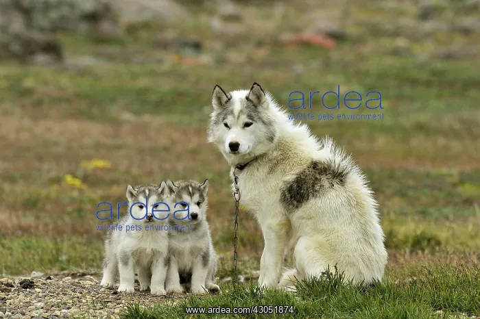 : Eskimo dog and her puppies Summer Camp Creswell Bay : Eskimo dog and her puppies Summer Camp Creswell Bay