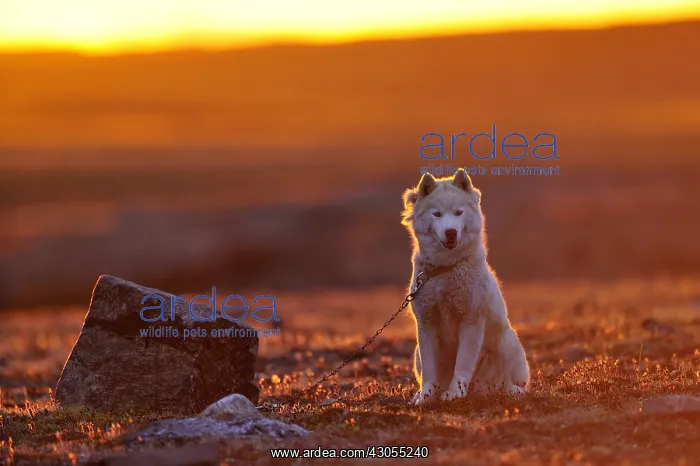 : Eskimo dog sitting in tundra Somerset Island Canada : Eskimo dog sitting in tundra Somerset Island Canada