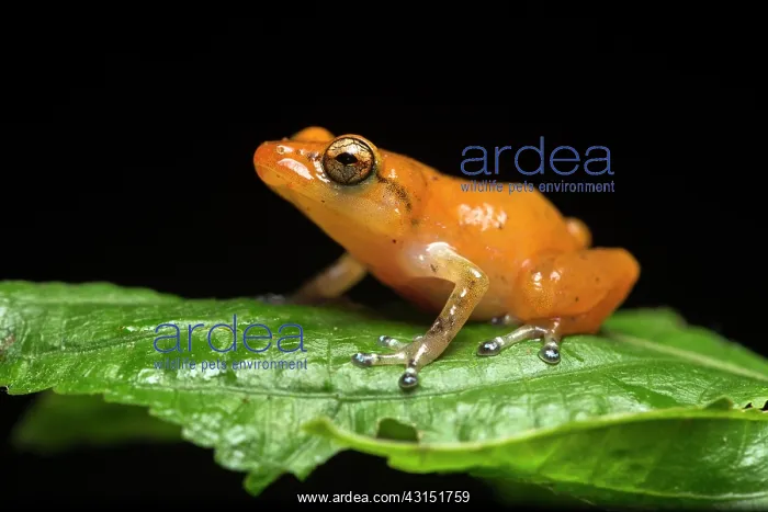 : Esmeraldas Robber frog (Diasporus gularis), Choce : Esmeraldas Robber frog (Diasporus gularis), Choce