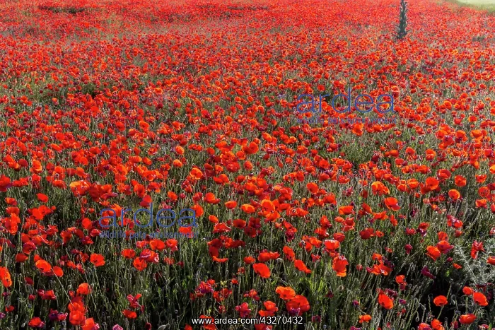 : Espagne, Coquelicot (Papaver rhoeas), le matin / / : Espagne, Coquelicot (Papaver rhoeas), le matin / /