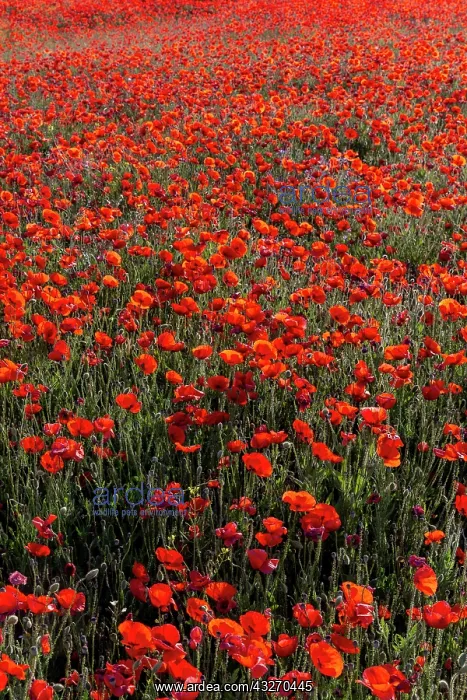 : Espagne, Coquelicot (Papaver rhoeas), le matin / / : Espagne, Coquelicot (Papaver rhoeas), le matin / /