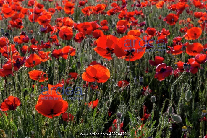: Espagne, Coquelicot (Papaver rhoeas), le matin / / : Espagne, Coquelicot (Papaver rhoeas), le matin / /