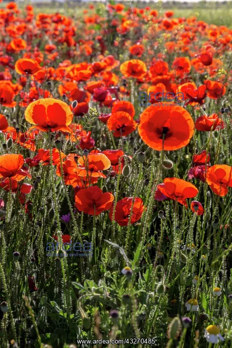 : Espagne, Coquelicot (Papaver rhoeas), le matin / / : Espagne, Coquelicot (Papaver rhoeas), le matin / /