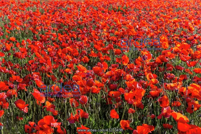  : Espagne, Coquelicot (Papaver rhoeas), le matin  /  / 