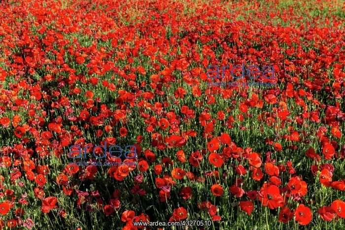 : Espagne, Coquelicot (Papaver rhoeas), le matin / / : Espagne, Coquelicot (Papaver rhoeas), le matin / /