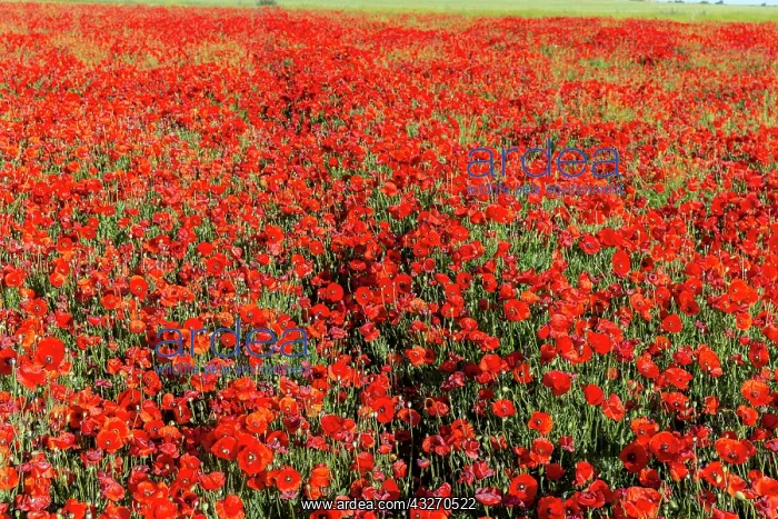 : Espagne, Coquelicot (Papaver rhoeas), le matin / / : Espagne, Coquelicot (Papaver rhoeas), le matin / /