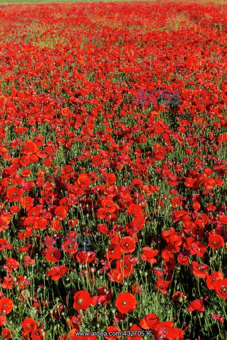 : Espagne, Coquelicot (Papaver rhoeas), le matin / / : Espagne, Coquelicot (Papaver rhoeas), le matin / /
