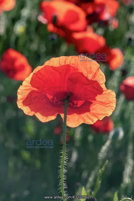  : Espagne, Coquelicot (Papaver rhoeas), le matin  /  / 