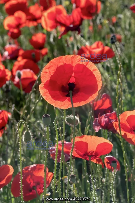 : Espagne, Coquelicot (Papaver rhoeas), le matin / / : Espagne, Coquelicot (Papaver rhoeas), le matin / /