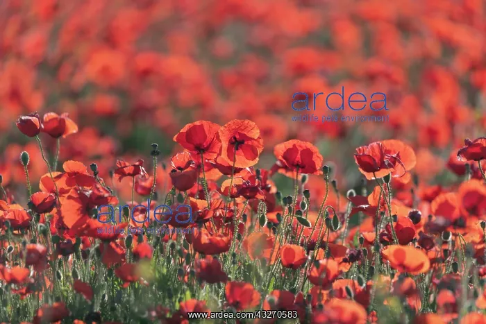 : Espagne, Coquelicot (Papaver rhoeas), le matin / / : Espagne, Coquelicot (Papaver rhoeas), le matin / /