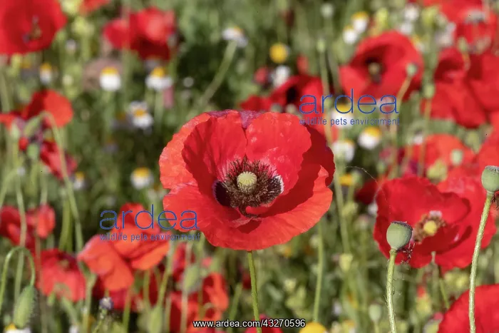 : Espagne, Coquelicot (Papaver rhoeas), le matin / / : Espagne, Coquelicot (Papaver rhoeas), le matin / /