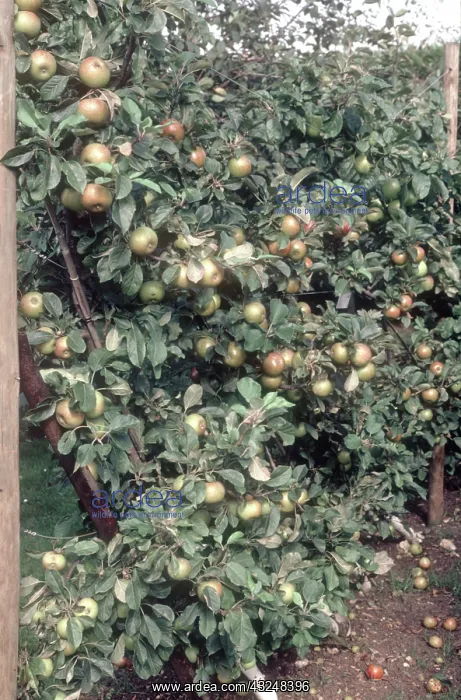 : Espaliered Apple Tree in Full Fruit : Espaliered Apple Tree in Full Fruit