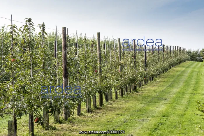 : Espaliered Apple trees, France : Espaliered Apple trees, France