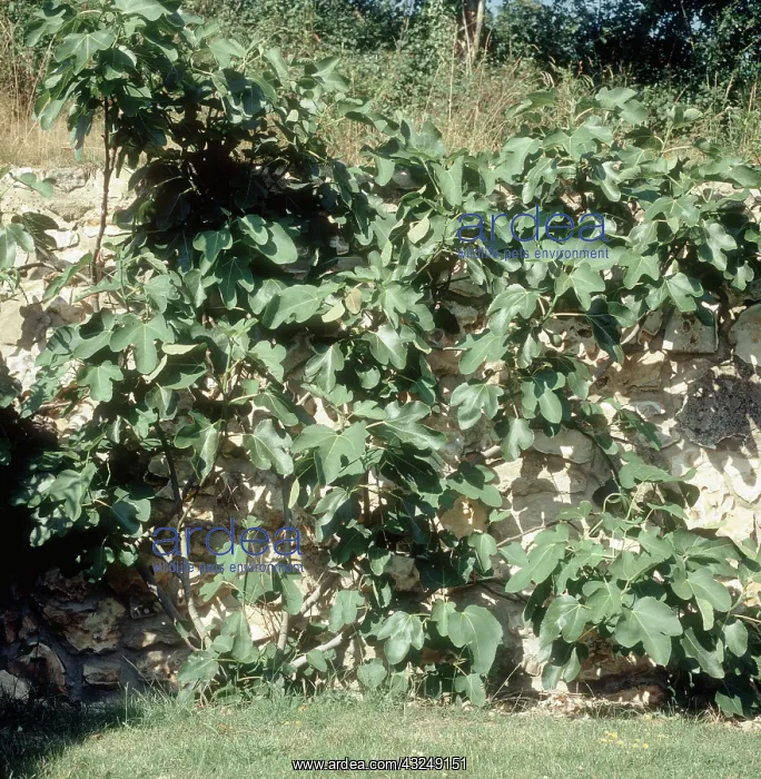 : Espaliered fig : Espaliered fig