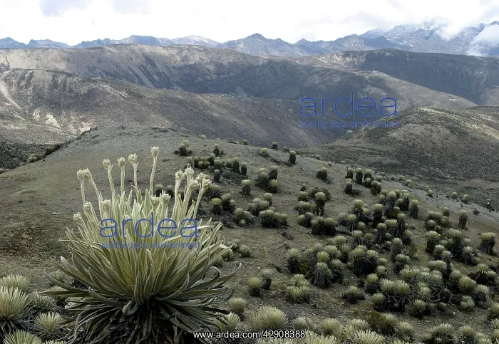 : Espeletia timotensis - Frailejone : Espeletia timotensis - Frailejone