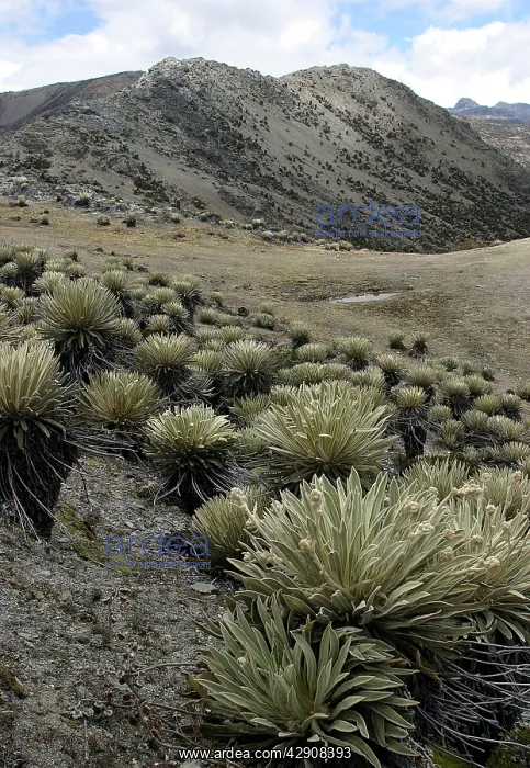 : Espeletia timotensis - Frailejone : Espeletia timotensis - Frailejone