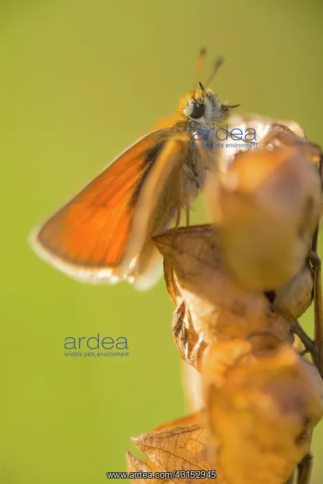 : Essex Skipper : Essex Skipper