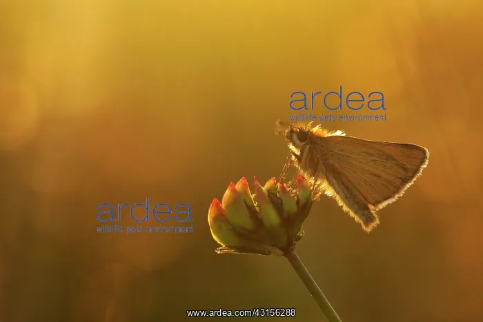 : Essex Skipper : Essex Skipper