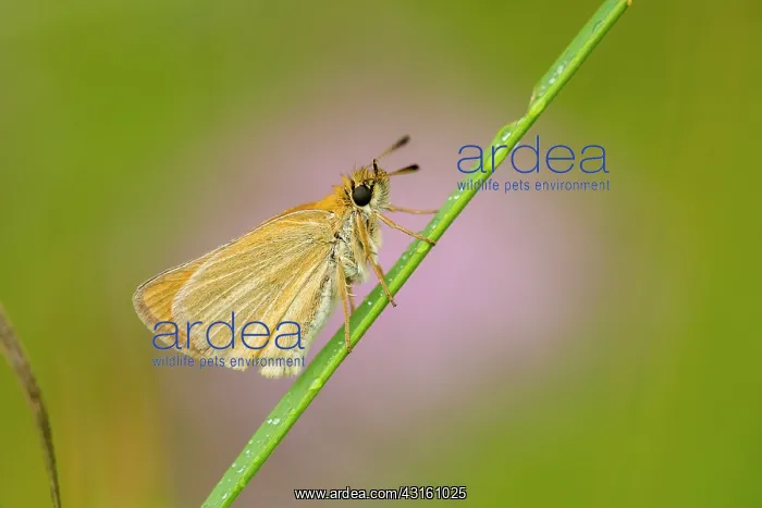 : Essex Skipper : Essex Skipper