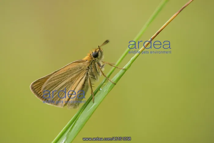 : Essex Skipper : Essex Skipper