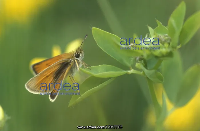 : Essex Skipper BUTTERFLY - male on common birdsfoot-trefoil : Essex Skipper BUTTERFLY - male on common birdsfoot-trefoil
