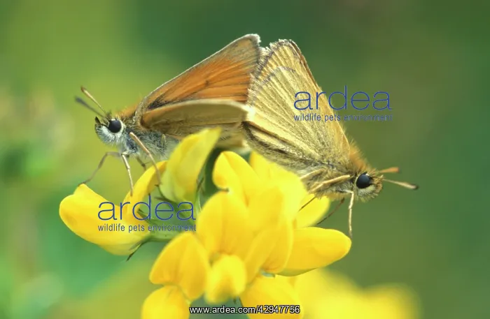 : Essex Skipper BUTTERFLY - male and female mating : Essex Skipper BUTTERFLY - male and female mating