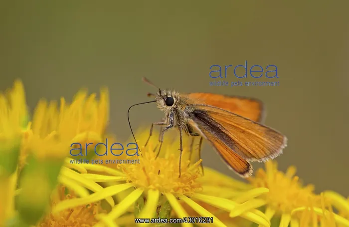 : Essex Skipper nectaring on Ragwort with Proboscis July : Essex Skipper nectaring on Ragwort with Proboscis July