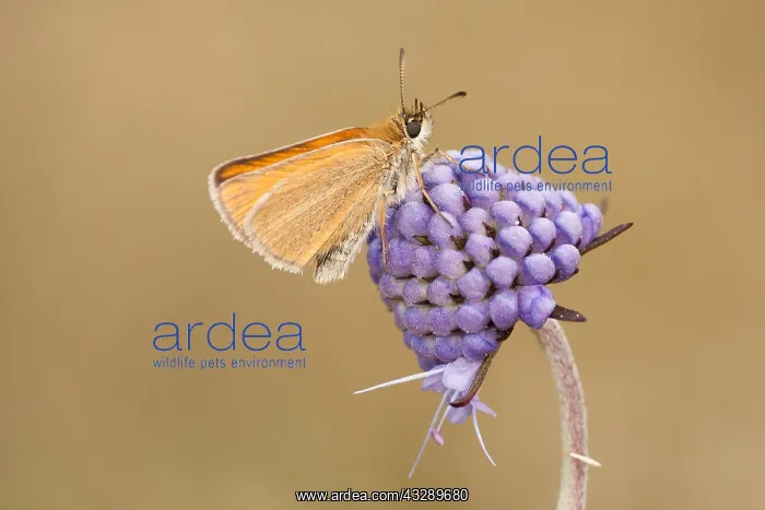 : Essex Skipper (Thymelicus Lineolus) on Devilsbi : Essex Skipper (Thymelicus Lineolus) on Devilsbi