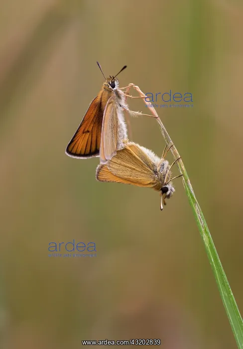 : Essex Skippers paired on blade of grass - male and : Essex Skippers paired on blade of grass - male and