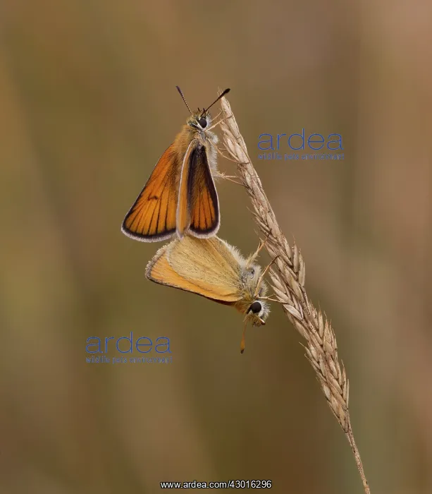: Essex Skippers paired on grass female above, male : Essex Skippers paired on grass female above, male
