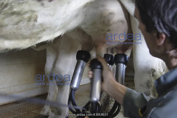 : Establishment of the teats on the udder of the Cow France : Establishment of the teats on the udder of the Cow France