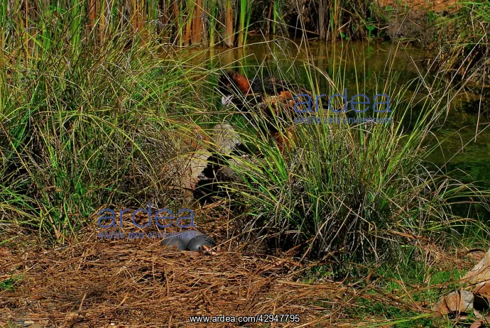 : Estaurine / Saltwater Crocodile - eggs in nest : Estaurine / Saltwater Crocodile - eggs in nest