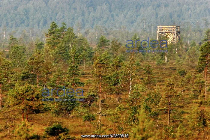 : Estonia - Observation tower in Nigula national park : Estonia - Observation tower in Nigula national park