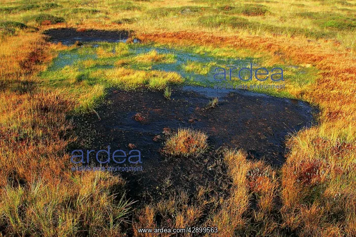  : Estonia - Peat bog in Nigula national park